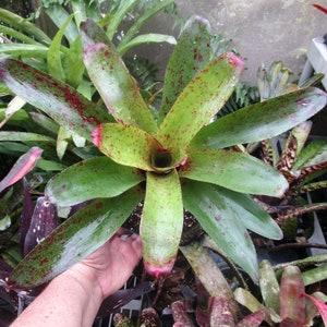 BROMELIAD Neoregelia Vinzant's LA BAMBA Non-Variegated Mature Plant! Size Choice!