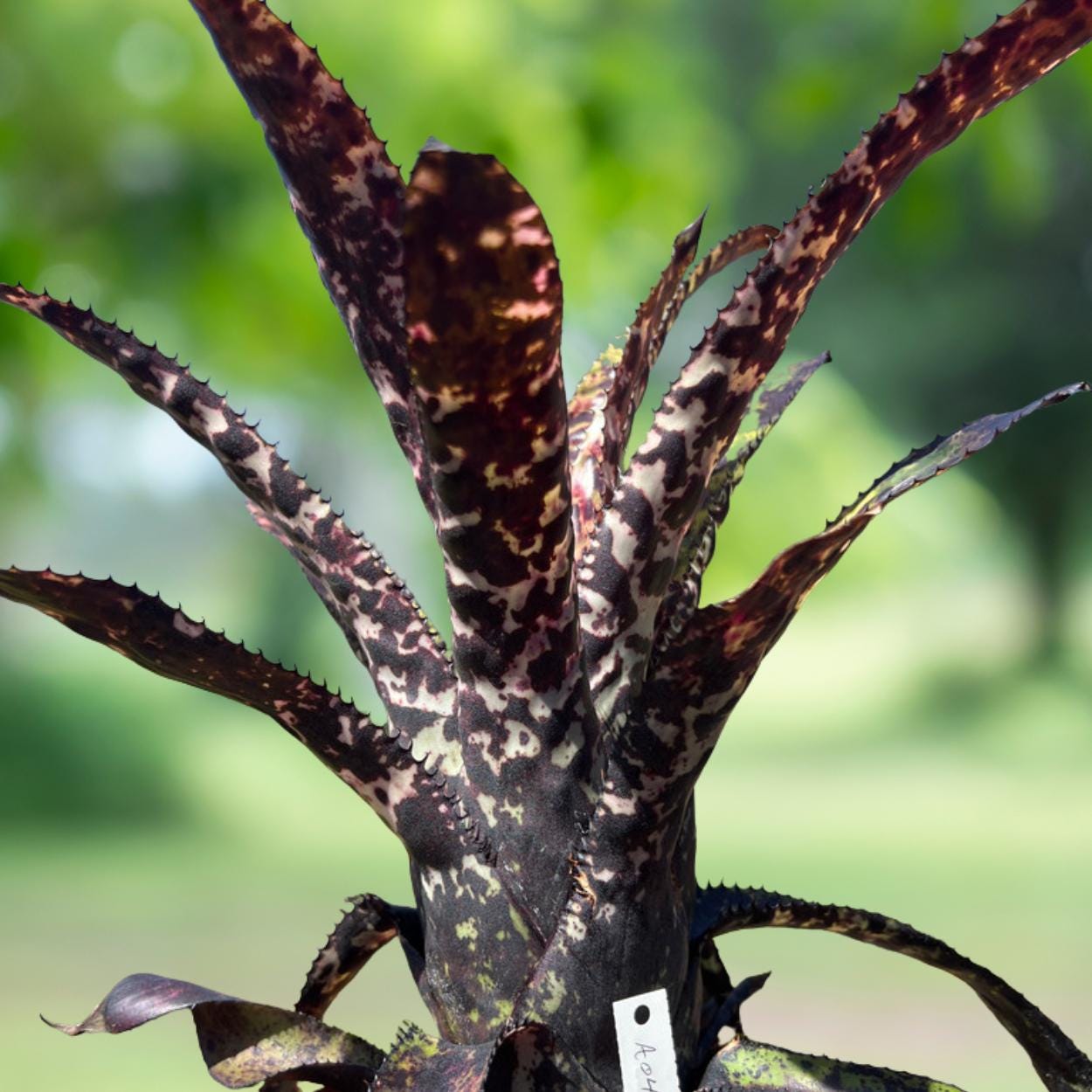 パフィオ777 Aechmea Black Ebony Aechmea Black on Black - Etsy