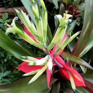 BROMELIAD Billbergia AMOENA var. Amoena Red Form Great Find Gorgeous Offset image 4