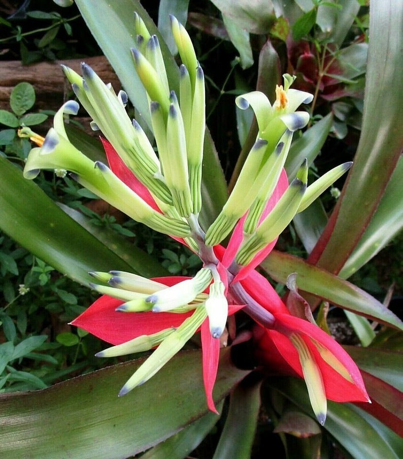 BROMELIAD Billbergia AMOENA var. Amoena Red Form Great Find Gorgeous Offset image 4