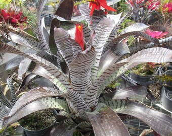 ブロメリア・エアープランツ Aechmea Dark Deleon ブロメリア・エアープランツ Aechmea Dark Deleon Bromeliad Aechmea