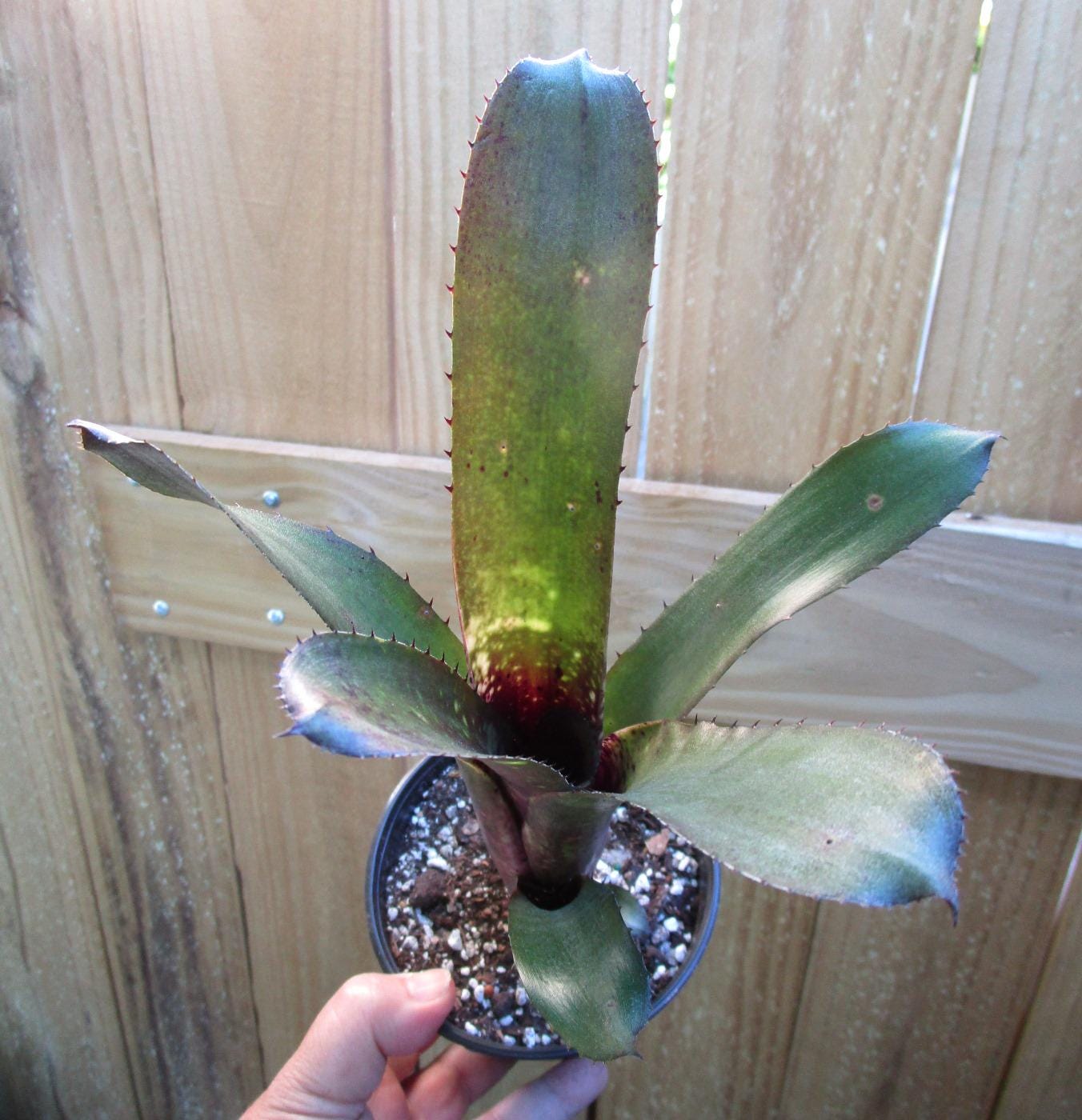 ホヘンベルギア・ペンナエ Hohenbergia pennae タンクブロメリア