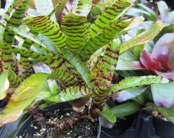 BROMELIAD Neoregelia Kiehl's TIC TAC Gorgeous Mini Wow Factor! Pup!