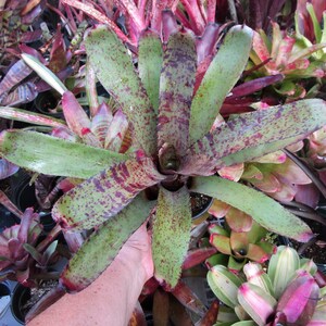 BROMELIAD Neoregelia MIDGET X TIGER Gorgeous Compact Hybrid Mature Plant Bild 3