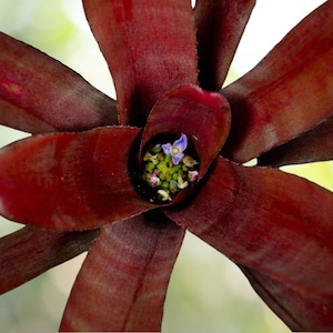 Bromeliad Neoregelia SUN DEVIL Compact Colorful Cruenta Hybrid! Offset!!