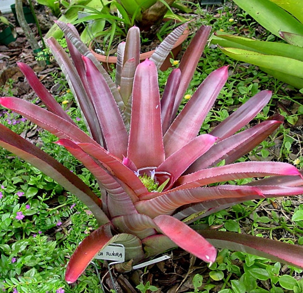 BROMELIAD Neoregelia CRUENTA RUBRA Colorful Sun Champ! Small