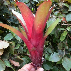 BROMELIAD Billbergia AMOENA var. Amoena Red Form Great Find Gorgeous Offset image 2