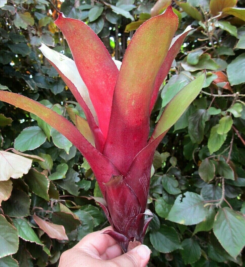 BROMELIAD Billbergia AMOENA var. Amoena Red Form Great Find Gorgeous Offset image 2