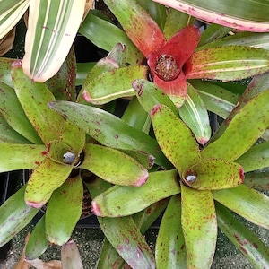 BROMELIAD Neoregelia Vinzant's LA BAMBA Non-Variegated Mature Plant! Size Choice!