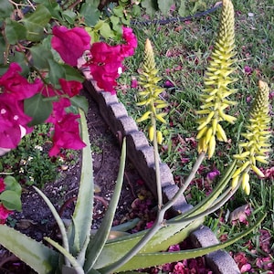 aloe vera extrakt kaufen Buy Aloe Vera Extract Powder Online main image 0