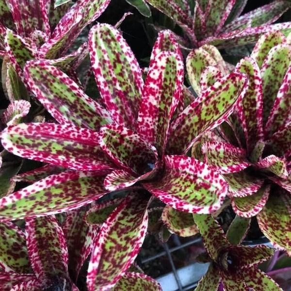 BROMELIAD Neoregelia Skotak's HEAT RASH Unique Red Spotted Beauty! Offset!