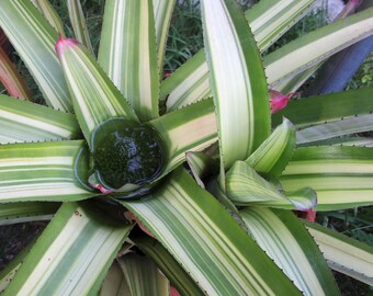 BROMELIAD Neoregelia CRUENTA VARIEGATED A Very Rare Find! Offset!!