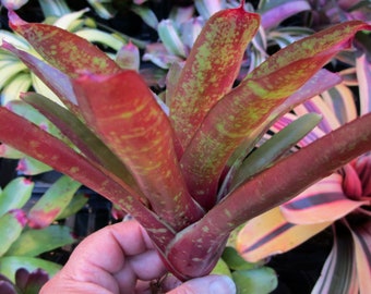 BROMELIAD Neoregelia ZOMBIE Color Packed Compact Grower! Young Plant!