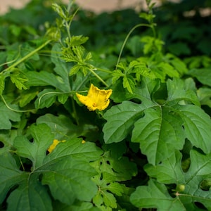 May include: Close-up of a vibrant green plant with large, textured leaves and a bright yellow flower. The leaves have a distinctive shape with several lobes and a slightly serrated edge. The flower has multiple petals and is in full bloom, adding a pop of color to the scene.