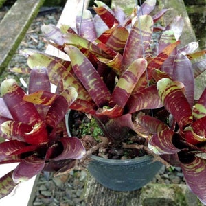 BROMELIAD Neoregelia Vinzant's CHOCOLATE SAUCE Beautiful Compact Grower! Size Choice!