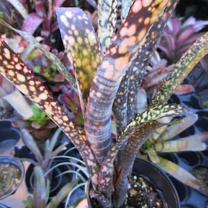 May include: Close-up of a potted plant with long, speckled leaves. The leaves display a pattern of white, brown, and pink spots against a dark green and purple background. The plant is in a black plastic pot, with other plants visible in the background.