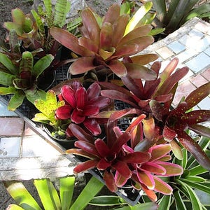 6 9 Pack Full Grown Small Neoregelia Bromeliad No Duplicates image 3