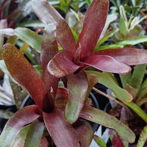 BROMELIAD Cluster - Neoregelia RED WAIF - Colorful Miniature!
