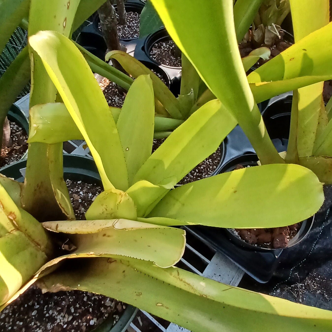 ブロメリア・エアープランツ Aechmea Blanchesteana Lemon Albo Aechmea blanchetiana 'Lemon' - Bromeliad Paradise