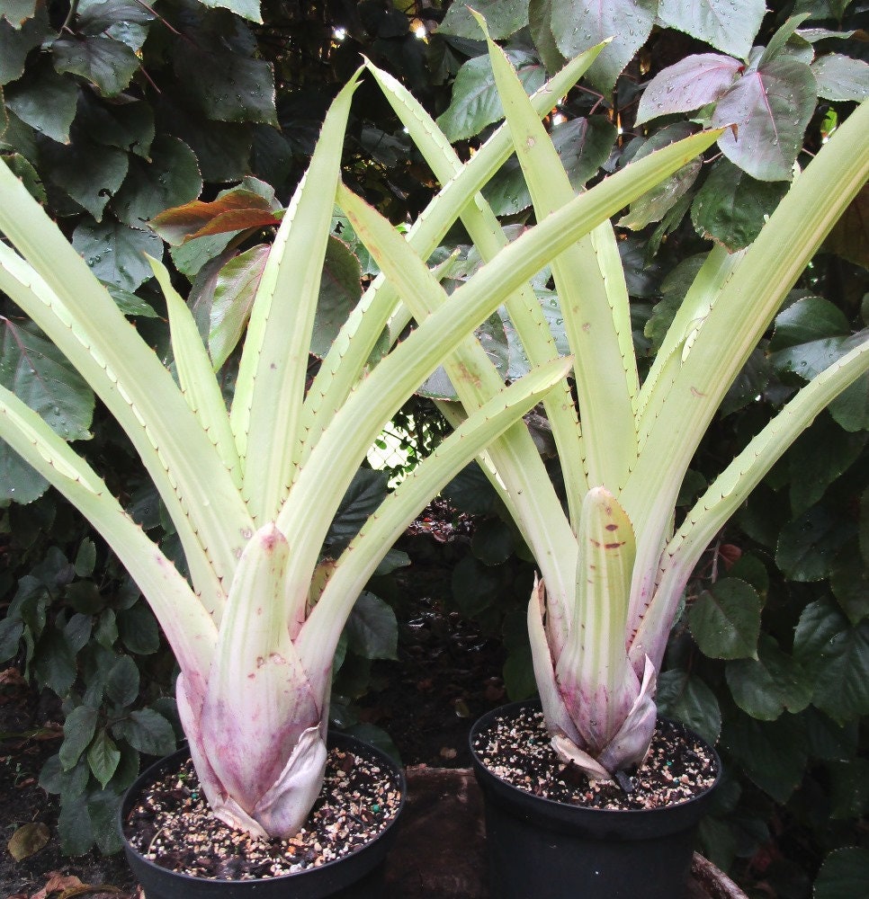BROMELIAD Aechmea AQUILEGA VARIEGATED Large Grower Sun Lover! - Etsy