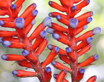 Bromeliad Aechmea Star of Linda - Live Plant - Etsy