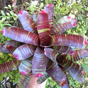 BROMELIAD Neoregelia TOUCHDOWN Stunning Colorful Tiger! Offset!