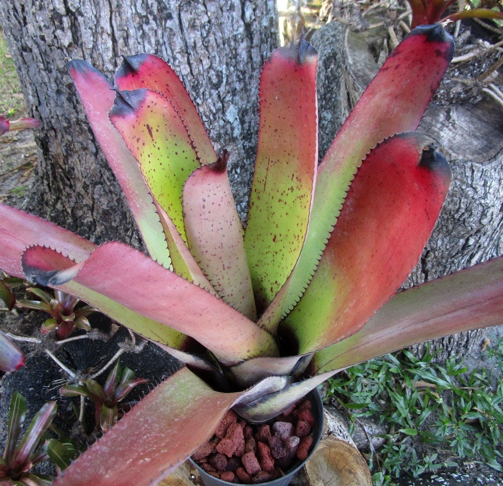 BROMELIAD Neoregelia CARCHARODON RAINBOW Sought After Beauty