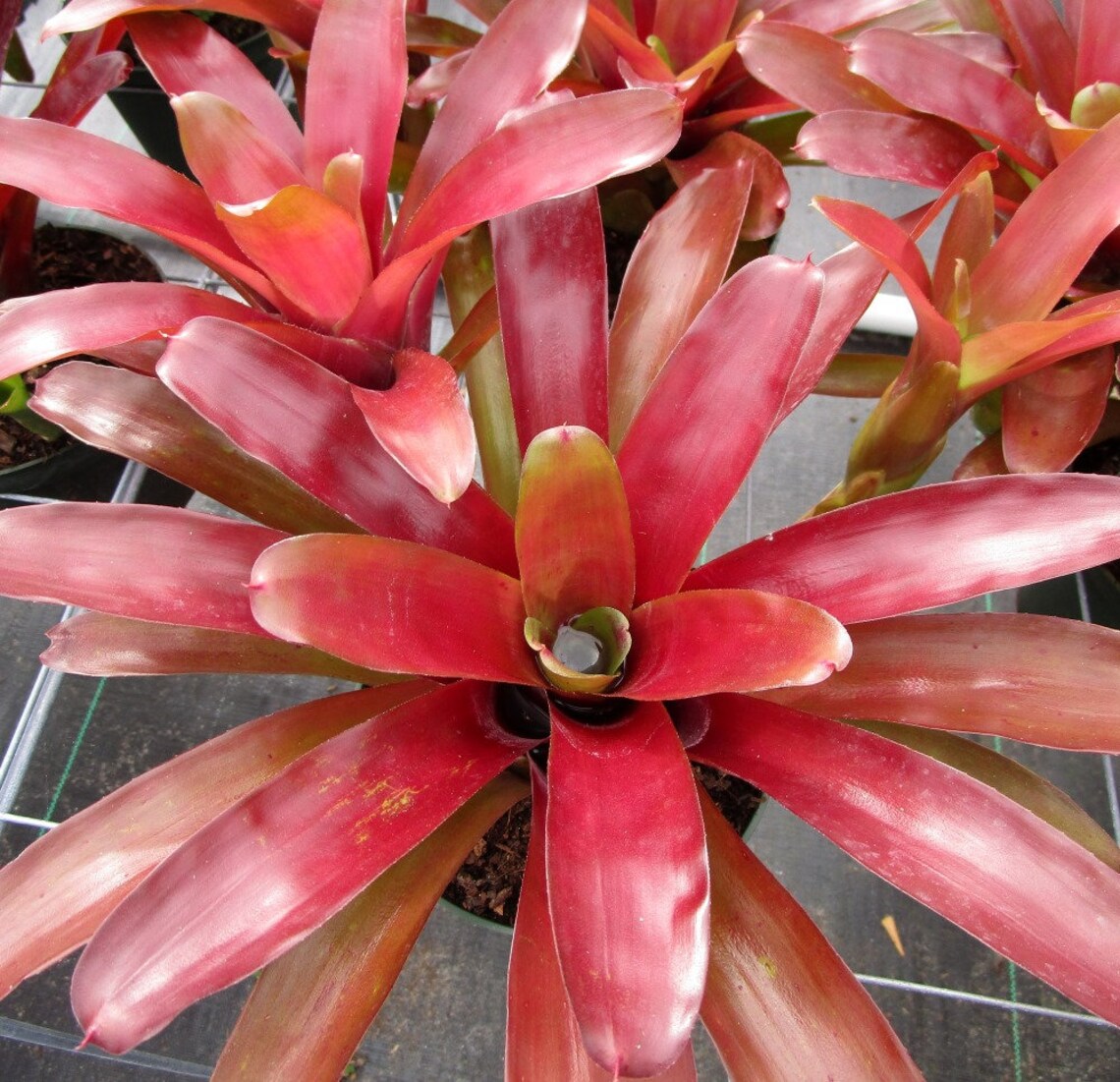 BROMELIAD Neoregelia SUPER FIREBALL Full Size Colorful Plant Etsy
