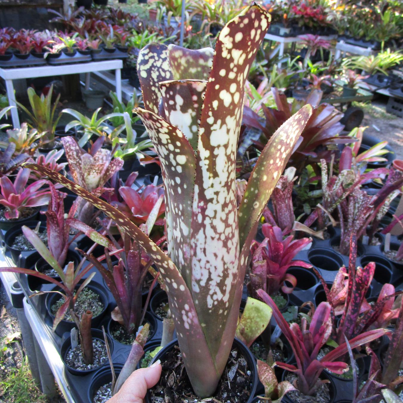 Billbergia Ole 子株付き BROMELIAD Billbergia OLE Aka Lots of Spots Young Plant • Large