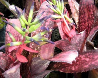 Bromeliad Billbergia Vinzant's NEW YEAR'S EVE Beyond Comparison! Young Plant!!