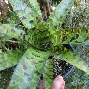 BROMELIAD Aechmea CORREIA ARAUJOI Beautiful Offset!