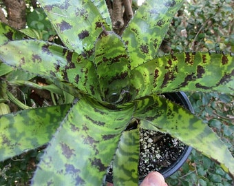 Bromeliad Aechmea 'correia-araujoi' Offset - Dwarf Species