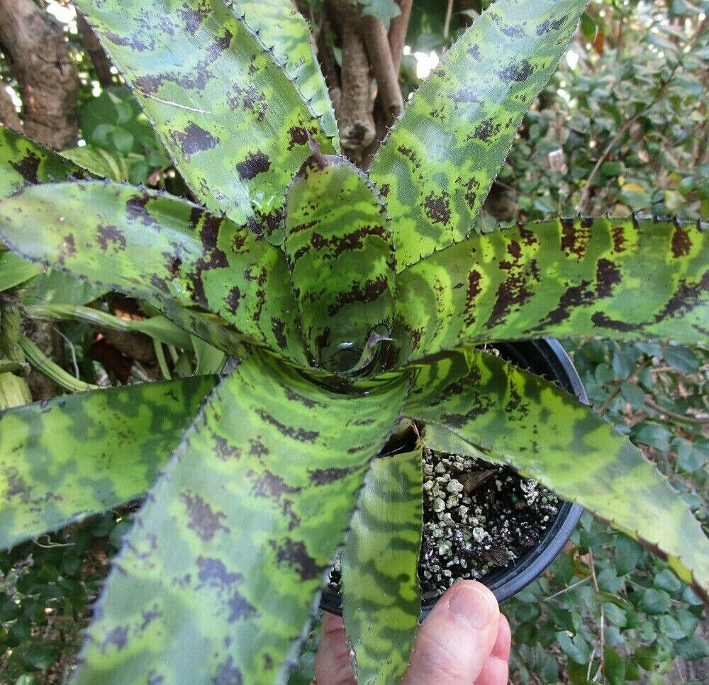 Aechmea Black on Black - Etsy