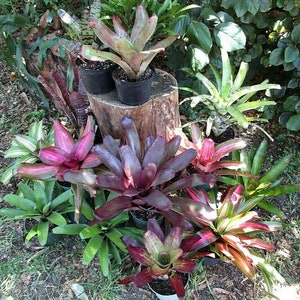 BROMELIAD '5 PACK' 3 Neoregelia 1 Billbergia & 1 Aechmea All Medium to Large Growers