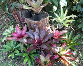 BROMELIAD '5 PACK' 3 Neoregelia 1 Billbergia & 1 Aechmea All Medium to Large Growers