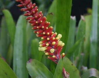 Bromeliad Aechmea Star of Linda - Live Plant - Etsy