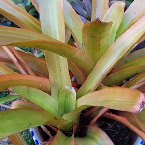 BROMELIAD Aechmea BLANCHETIANA RAINBOW Subtle Variegation Great Colors! Offset!