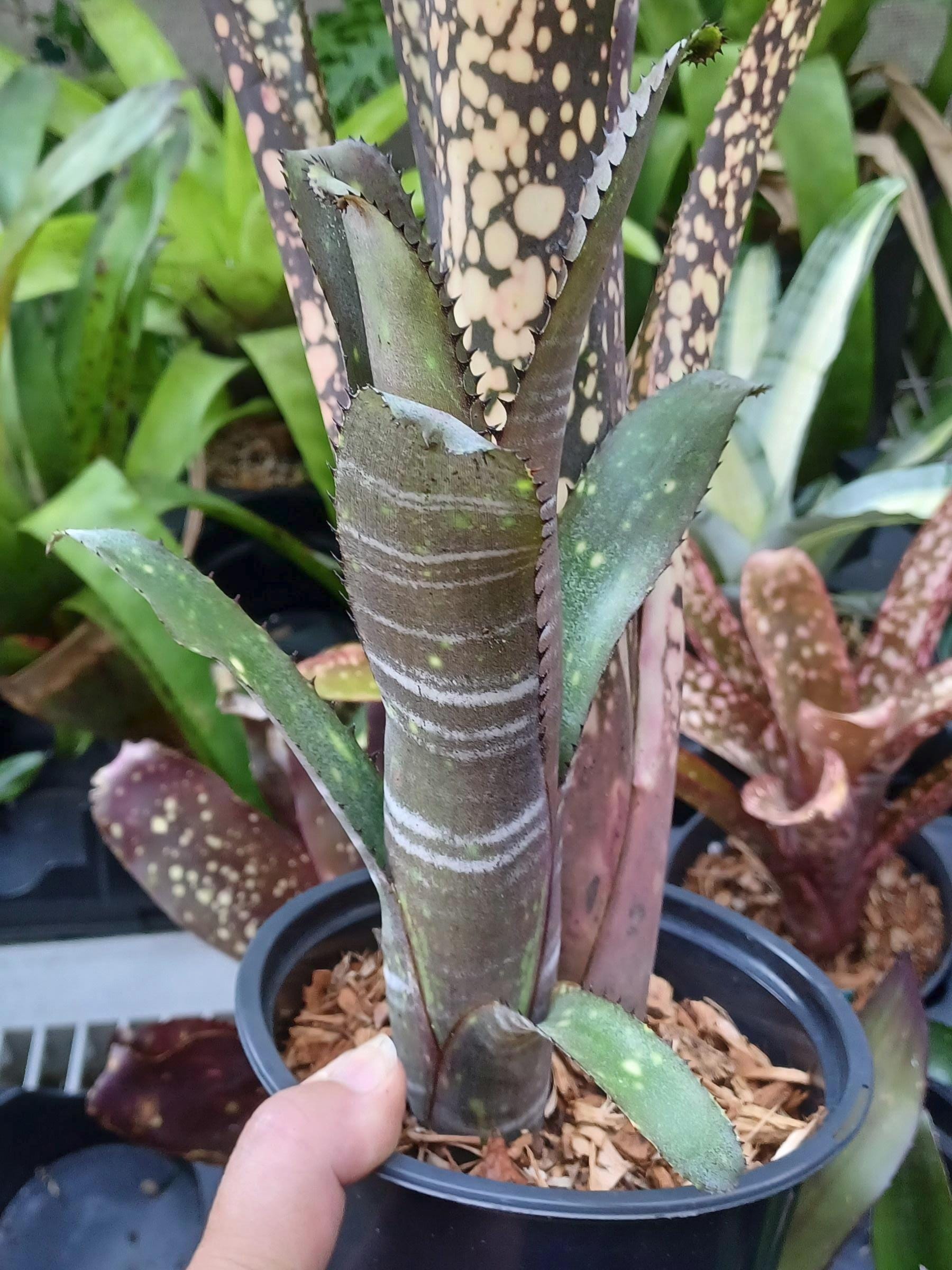 BROMELIAD Billbergia OLE Aka Lots of Spots Young Plant • Large