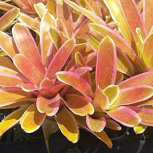 BROMELIAD Neoregelia Skotak's SHEBA Great for Sunny Gardens! Choice Large or Pup!