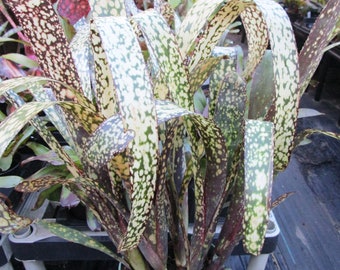 BROMELIAD Billbergia Spivey's CASA BLANCA One Colorful Offset