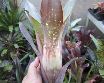 Bromeliad Billbergia DON'S PURPLE HAZE Amazing Colorful Large
