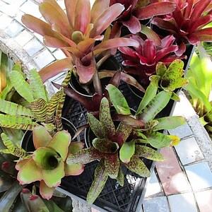 6 9 Pack Full Grown Small Neoregelia Bromeliad No Duplicates image 5