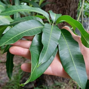 Fresh Natural Mango Leaves - Handpicked Chemical Free - Aquarium - Crafts - Tea