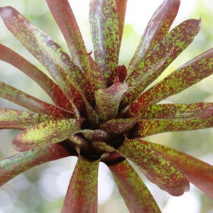 Bromeliad Neoregelia &#39;Mocha Mint&#39; Offset - Tropical Plant
