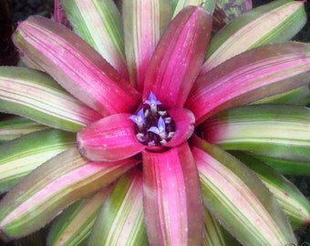 BROMELIAD Neoregelia Vinzant's WALLFLOWER Beautiful Form! Young Plant!