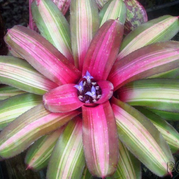 BROMELIAD Neoregelia Vinzant's WALLFLOWER Beautiful Form! Young Plant!