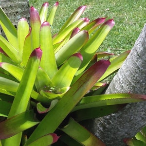 BROMELIAD Neoregelia CRUENTA SELECTA Large Hardy Sun Lover!