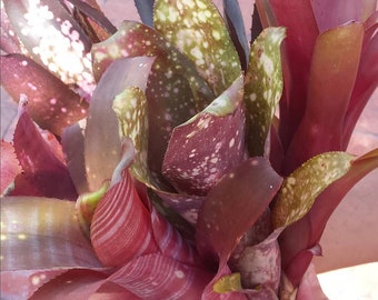 6 Pack Billbergia Bromeliads – Assorted Varieties – Bundle & Save