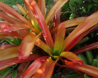 BROMELIAD Aechmea BLANCHETIANA RUBRA Large Form Amazing Luster!