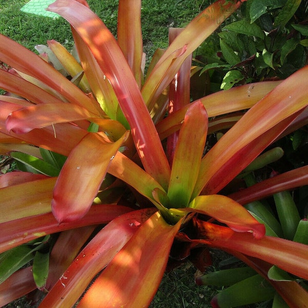 BROMELIAD Aechmea BLANCHETIANA RUBRA Large Form Amazing Luster!